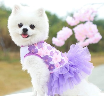 Foto 2 | Foto 2 | Vestido De Ropa Para Perros Pequeños, Medianos Y Grandes, Niñas Y Niños - Venta Internacional.