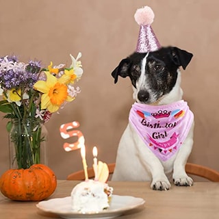 Foto 7 | Foto 7 | Set De Artículos Para Fiestas De Cumpleaños Gagiland Dog Para Perros Medianos Y Grandes - Venta Internacional.