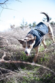 Foto 4 | Foto 4 | Chaleco Para Perros Carhartt Quick Duck Jac De Lona Repelente Al Agua - Venta Internacional.