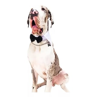 Foto 1 | Foto 1 | Moño Gala Elegante Poliéster Pet Pals Negro con Blanco para Perro