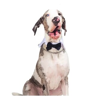 Foto 2 | Foto 2 | Moño Gala Elegante Poliéster Pet Pals Negro con Blanco para Perro