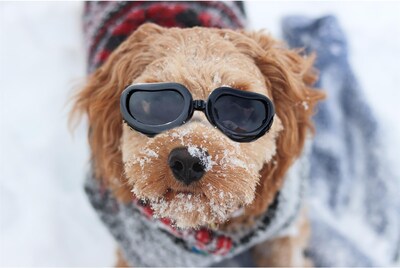 Foto 7 | Foto 7 | Gafas De Sol Para Perros Con Protección Uv Para Razas Pequeñas - Venta Internacional.