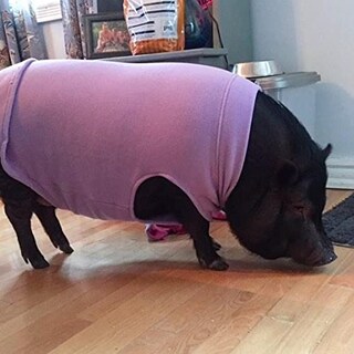 Foto 7 | Foto 7 | Suéter Para Perros Gooby, Chaleco De Forro Polar Elástico, Color Menta, Para Perros Grandes - Venta Internacional.