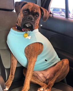 Foto 6 | Foto 6 | Chaleco De Forro Polar Elástico Gooby Para Perros, Color Menta, Talla 6xl - Venta Internacional.