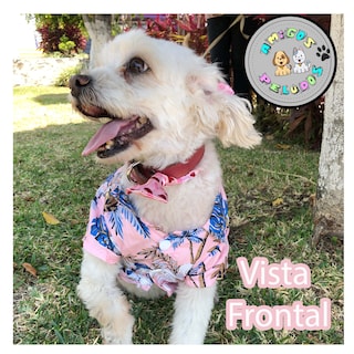 Foto 4 | Foto 4 | Camisa Hawaiana para Perro Razas Pequeñas Gato 3 Pack