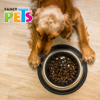 Foto 4 | Foto 4 | Fancy Pets Plato De Acero Para Perro De 96 Onzas O 2.7 Kilogramos Con Antiderrapante