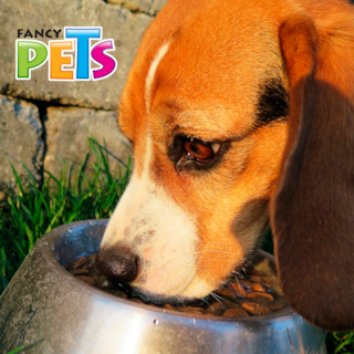 Foto 4 | Foto 4 | Fancy Pets Plato De Acero Para Perro De 64 Onzas O 1.8 Kilogramos Con Antiderrapante