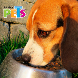 Foto 4 | Foto 4 | Fancy Pets Plato De Acero Inoxidable Con Antiderrapante Para Perro De 16 Onzas Y/o 454 Gramos