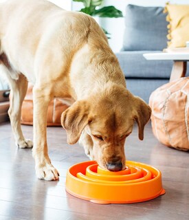 Foto 6 | Foto 6 | Comedero Para Perros Slow Feeder Outward Hound Fun Feeder Slo Bowl - Venta Internacional.