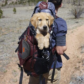 Foto 7 | Foto 7 | Cuenco Plegable De Viaje Para Perros Lumoleaf, 2,2 L, Ligero - Venta Internacional.