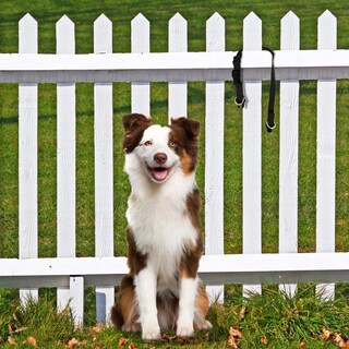 Foto 2 | Foto 2 | Collar Desmontable Petsafe Keepsafe para Mascotas - Venta Internacional