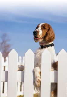Foto 3 | Foto 3 | Collar Desmontable Petsafe Keepsafe Para Perros O Cachorros Pequeños - Venta Internacional.
