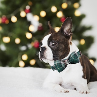 Foto 5 | Foto 5 | Collar Para Perro, Elegante Diseño De Tartán Navideño Con Forma De Coleta - Venta Internacional.