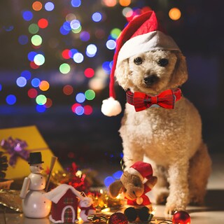Foto 5 | Foto 5 | Collar Para Perro, Elegante Diseño De Tartán Navideño Con Forma De Coleta - Venta Internacional.