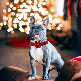 Foto 6 | Foto 6 | Collar Para Perro Elegante Coleta Con Diseño Navideño De Flores - Venta Internacional.