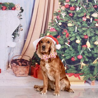 Foto 5 | Foto 5 | Collar Para Perro Elegant Little Tail Christmas Gingerbread Xl - Venta Internacional.