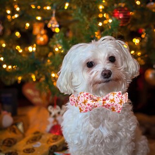 Foto 6 | Foto 6 | Collar Para Perro Elegant Little Tail Christmas Gingerbread Xl - Venta Internacional.