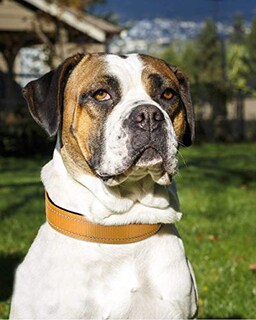 Foto 2 | Foto 2 | Collar Para Perro Joytale De Nailon Acolchado De Neopreno Reflectante, Para Talla Grande - Venta Internacional.