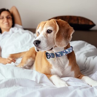 Foto 6 | Foto 6 | Collar De Perro Faygarsle Cotton Designer, Bonito Unicornio, Para Niña - Venta Internacional.