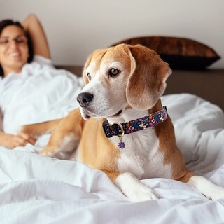 Foto 6 | Foto 6 | Collar Para Perro Faygarsle Cotton Designer Con Dijes De Flores - Venta Internacional.