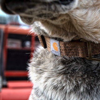 Foto 4 | Foto 4 | Collar Para Perro Carhartt Con Correas De Nailon Totalmente Ajustables, Color Negro - Venta Internacional.
