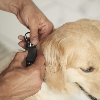 Foto 5 | Foto 5 | Collar Para Perro Franklin Sports De Neopreno Reflectante Pequeño Azul - Venta Internacional