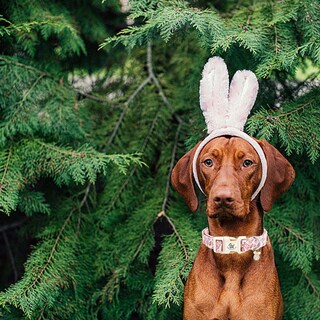 Foto 4 | Foto 4 | Collar Para Perro, Elegante Rabita, Estampado De Conejito De Pascua, Algodón Rosa - Venta Internacional.