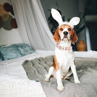 Foto 5 | Foto 5 | Collar Para Perro, Elegante Rabita, Estampado De Conejito De Pascua, Algodón Rosa - Venta Internacional.