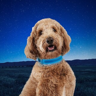 Foto 7 | Foto 7 | Collar para Perro Nite Ize - Venta Internacional