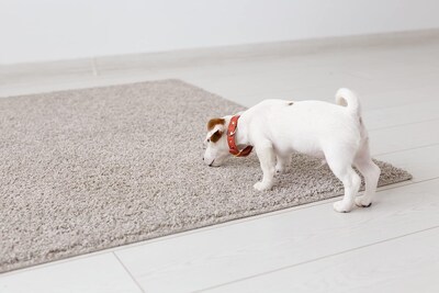 Foto 5 | Foto 5 | Tapete Entrenador para Perros ProudCo Rápida Absorción
