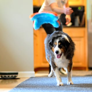 Foto 4 | Foto 4 | Juguete Para Perros Chuckit! Indoor Fetch Squirrel, 23 Cm, Naranja Y Azul - Venta Internacional.