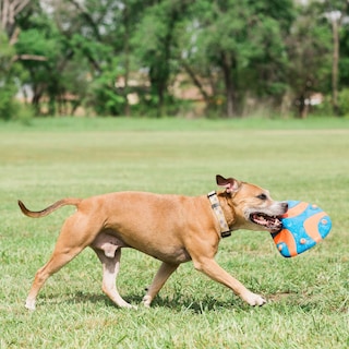 Foto 3 | Foto 3 | Juguete Para Perros Chuckit Whistle Flight Naranja Y Azul Para Exteriores - Venta Internacional.