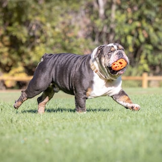 Foto 3 | Foto 3 | Juguete Para Perros Chuckit Air Fetch Football Orange Para Todas Las Razas - Venta Internacional.