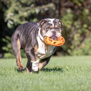 Foto 4 | Foto 4 | Juguete Fetch Toy Chuckit Air Fetch Wheel Para Perros, Color Naranja - Venta Internacional.