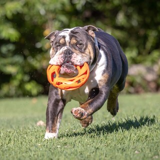 Foto 5 | Foto 5 | Juguete Fetch Toy Chuckit Air Fetch Wheel Para Perros, Color Naranja - Venta Internacional.