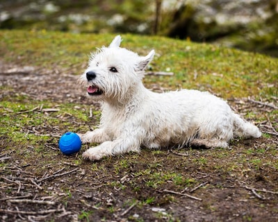 Foto 6 | Foto 6 | Juguete Para Perros Chuckit! Crunch Ball De Tamaño Mediano (paquete De 2) - Venta Internacional.