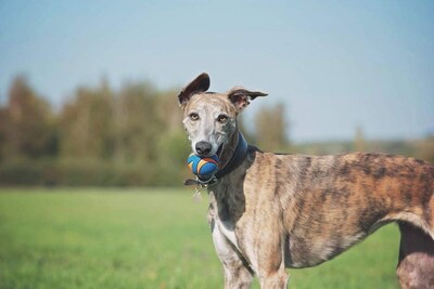 Foto 5 | Foto 5 | Juguete Para Perros Chuckit! Pack De 6 Unidades De Ultra Squeaker Ball Para Perros Medianos - Venta Internacional.