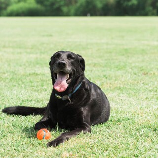Foto 3 | Foto 3 | Juguete Para Perros Chuckit! Pelota De Tenis Pequeña Para Perros De 0 A 9 Kg, Paquete De 2 - Venta Internacional.