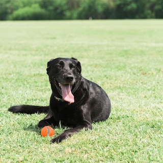 Foto 7 | Foto 7 | Juguete Para Perros Chuckit! Pelota De Tenis Para Perros Grandes De 27 A 45 Kg, Paquete De 2 - Venta Internacional.