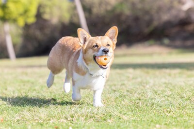 Foto 4 | Foto 4 | ¡busca A Ball Chuckit! Cumpleaños Para Perros De Tamaño Mediano De 9 A 27 Kg - Venta Internacional.