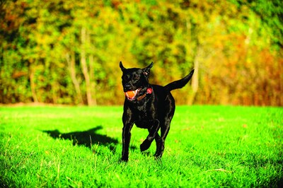 Foto 6 | Foto 6 | Juguete Para Perros Chuckit! Pelota De Tenis Para Perros Grandes De 27 A 45 Kg - Venta Internacional.