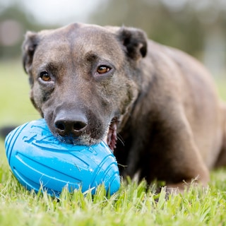 Foto 5 | Foto 5 | Pelota De Fútbol Nerf Dog Ridged Con Chirriador Interactivo - Venta Internacional.