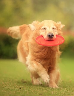 Foto 4 | Foto 4 | Frisbee Pet Religión de Caucho Rojo para Perro