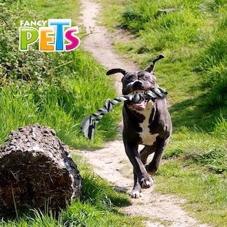 Foto 2 | Foto 2 | Juguete de Hilo Fancy Pets con 3 Nudos Tamaño 56 Centímetros para Perro
