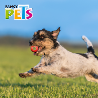 Foto 4 | Foto 4 | Xtreme Juguete Fancy Pets FL9313 Bola para Perro Tamaño Chica