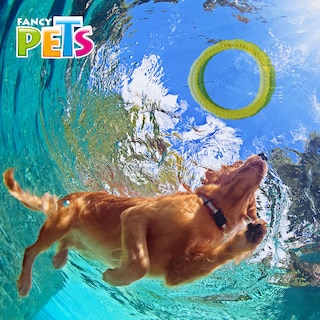 Foto 2 | Foto 2 | Fancy Pets Juguete De Tela Doggie Scrunch Queso Para Perro
