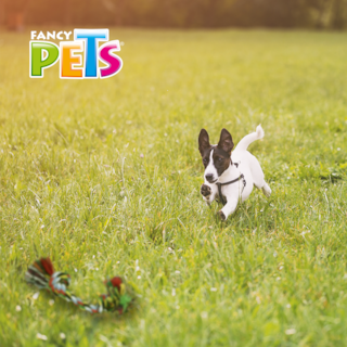 Foto 2 | Foto 2 | Fancy Pets Hueso De Hilo Para Perro Multicolor Tamaño Extrachico 20 Centímetros
