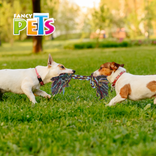 Foto 2 | Foto 2 | Fancy Pets Hueso De Hilo Para Perro Multicolor Tamaño Extrachico 25 Centímetros