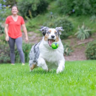 Foto 2 | Foto 2 | Juguete Para Perros Chuckit! Pelota De Goma Sniff, Duradera Y Con Alto Rebote - Venta Internacional.