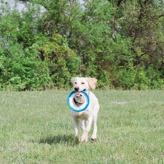 Foto 5 | Foto 5 | Juguete Para Perros Chuckit! Rueda Fetch Rueda Robusta Para Perros Medianos - Venta Internacional.